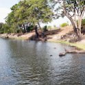 BWA NW Chobe 2016DEC04 River 069 : 2016, 2016 - African Adventures, Africa, Botswana, Chobe River, Date, December, Month, Northwest, Places, Southern, Trips, Year